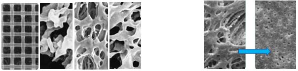 用于過(guò)濾的膜的SEM